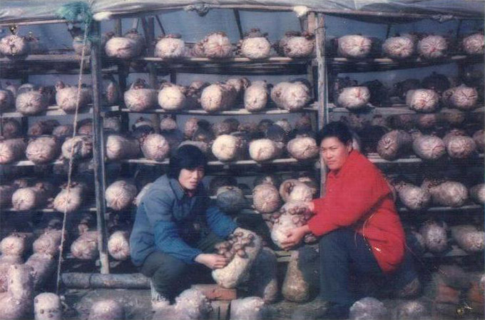 舞钢市政协主席胡福顺来公司种植基地指导工作